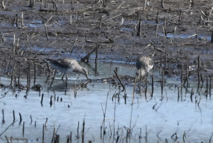 Long-billed Dowitcher - ML616842366