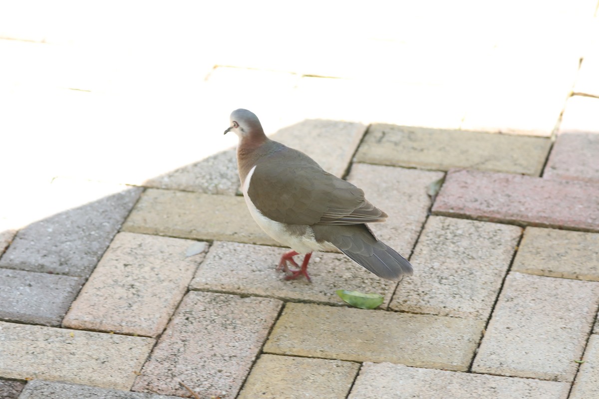 Caribbean Dove - ML616842372