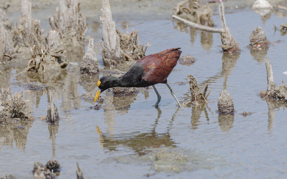 Northern Jacana - ML616842396