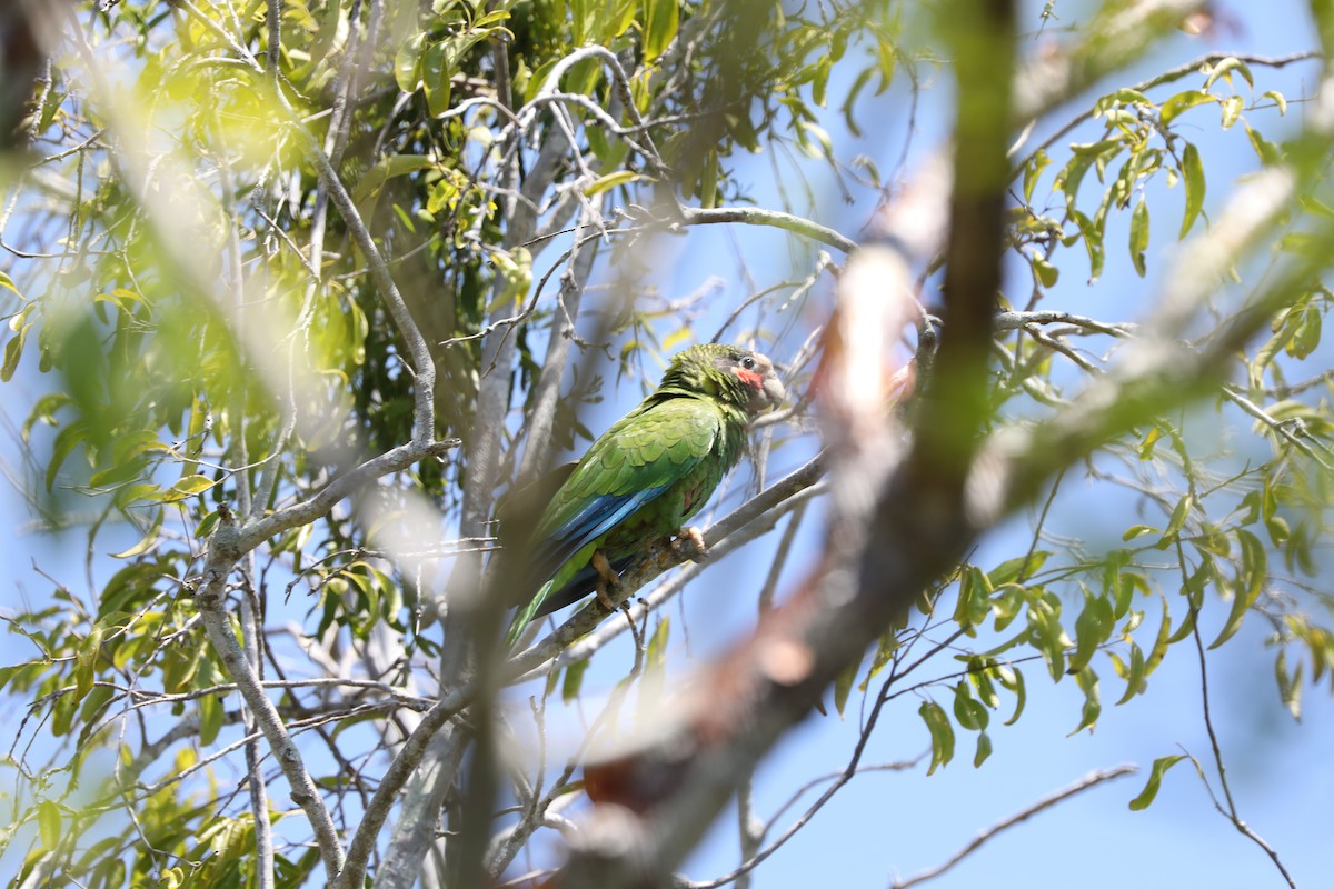 サクラボウシインコ（caymanensis／hesterna） - ML616842399