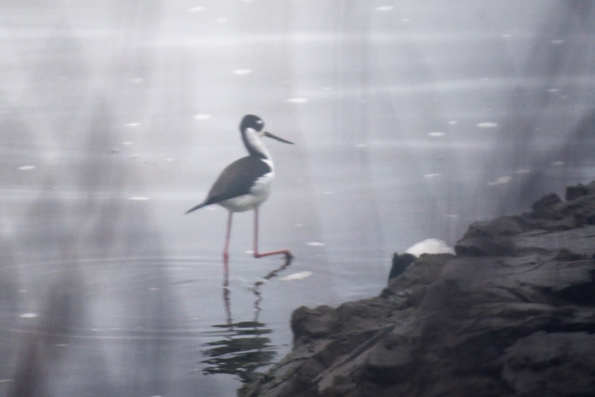 Black-necked Stilt - ML616842413