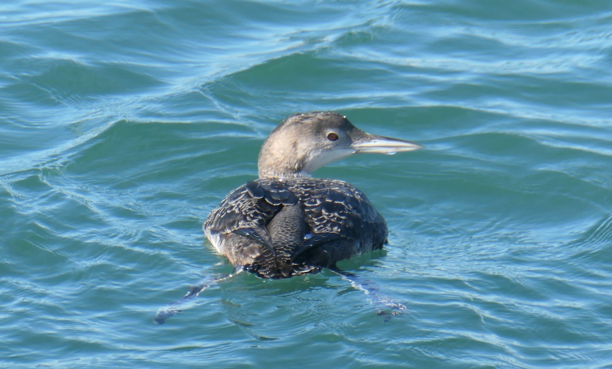 Common Loon - ML616842414