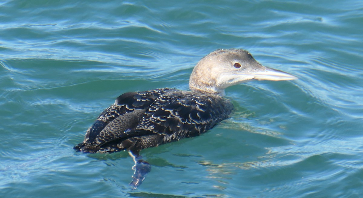 Common Loon - ML616842424