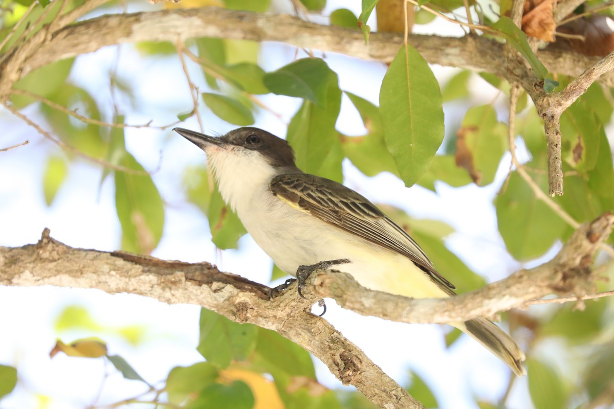 Loggerhead Kingbird - ML616842437