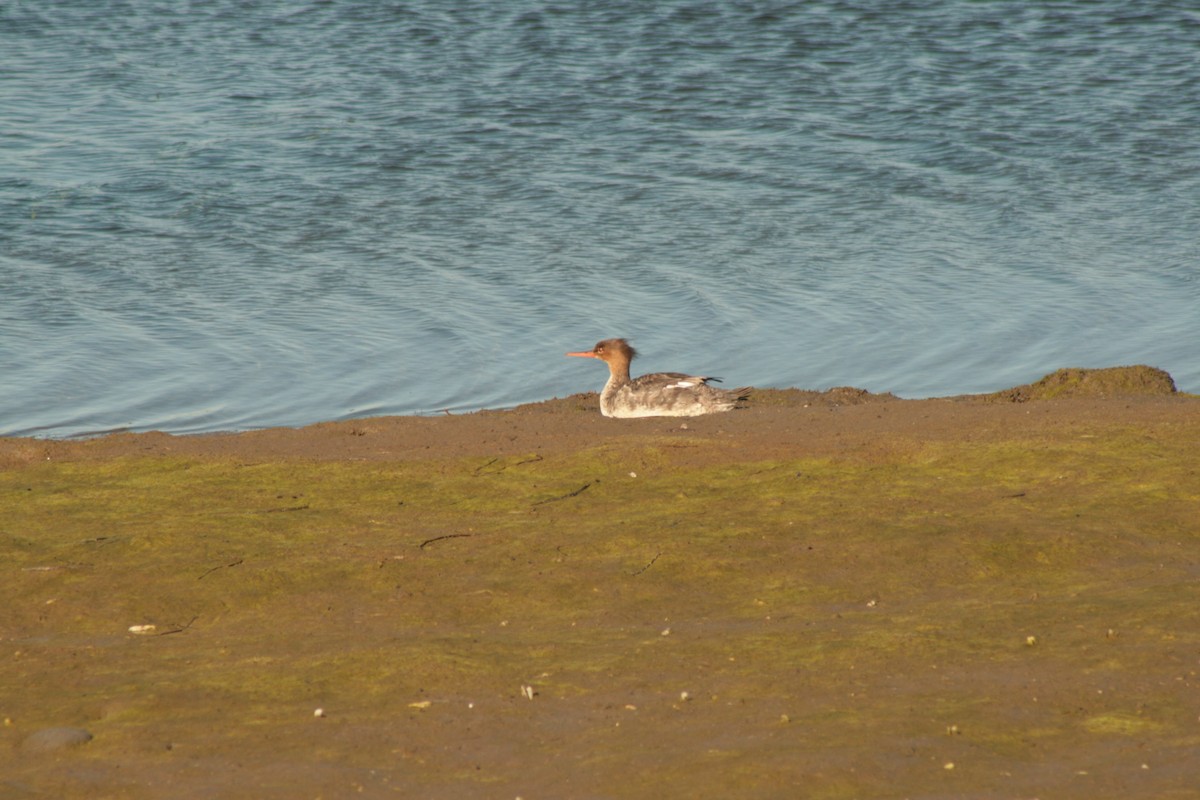 Red-breasted Merganser - ML616842506