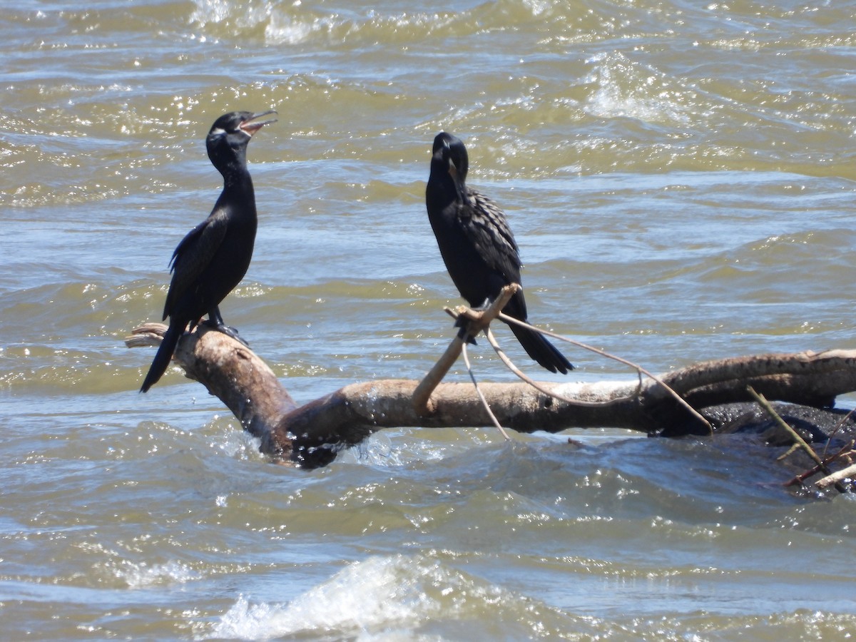 Neotropic Cormorant - Albeiro Erazo Farfán