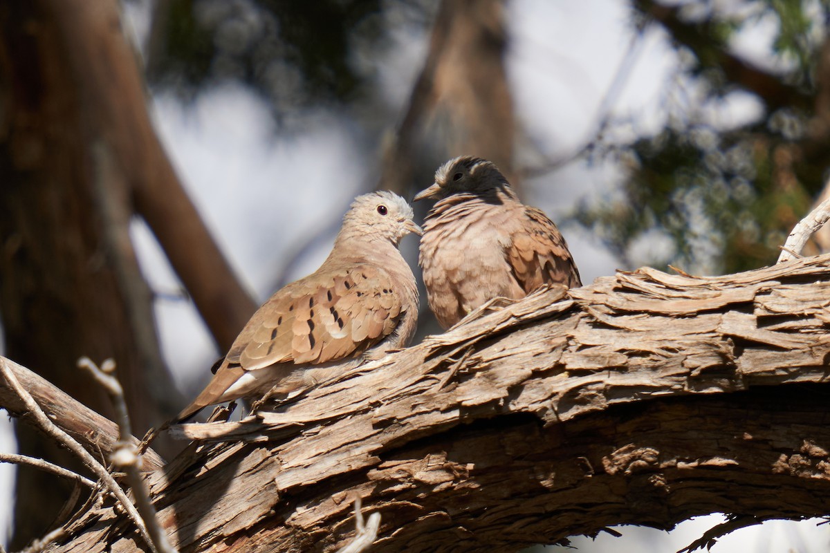 Ruddy Ground Dove - Grigory Heaton