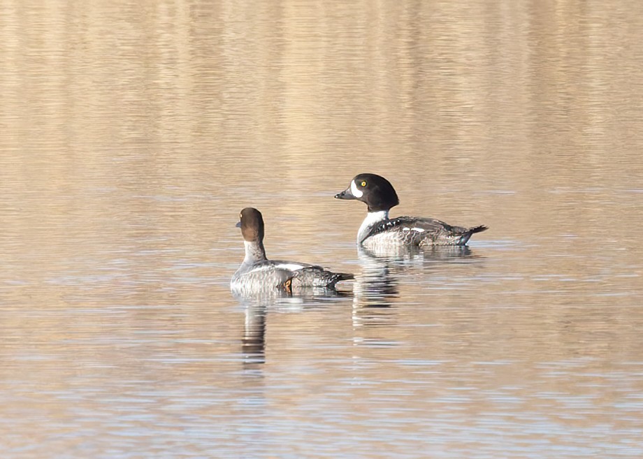 Barrow's Goldeneye - ML616842608