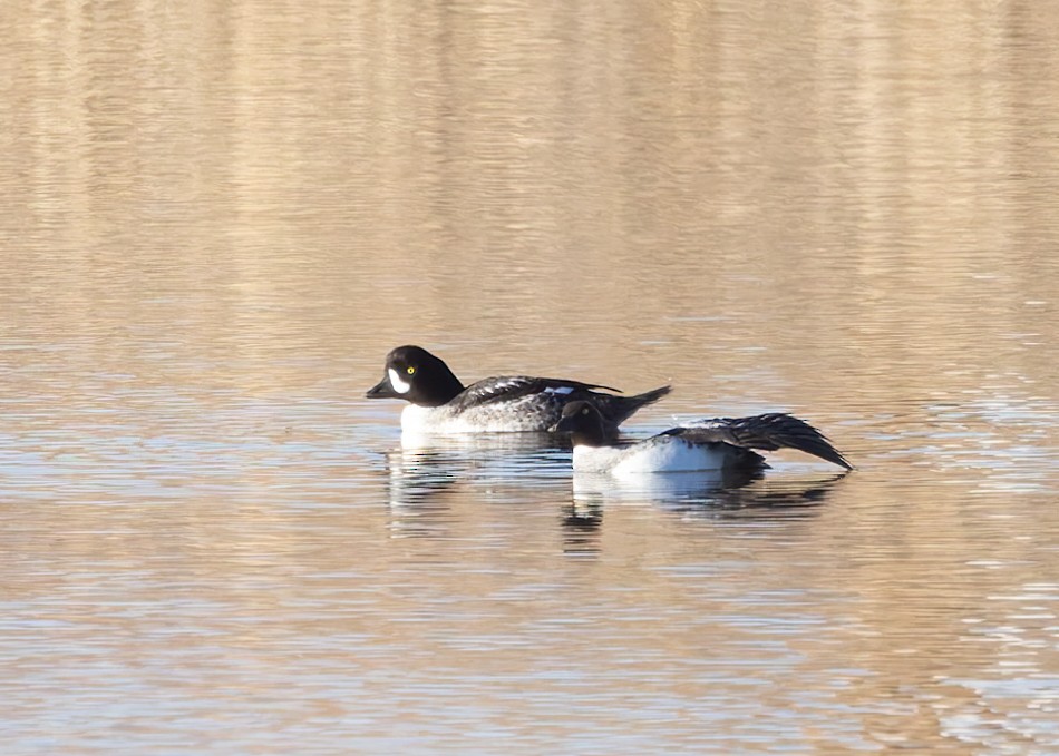 Barrow's Goldeneye - ML616842610