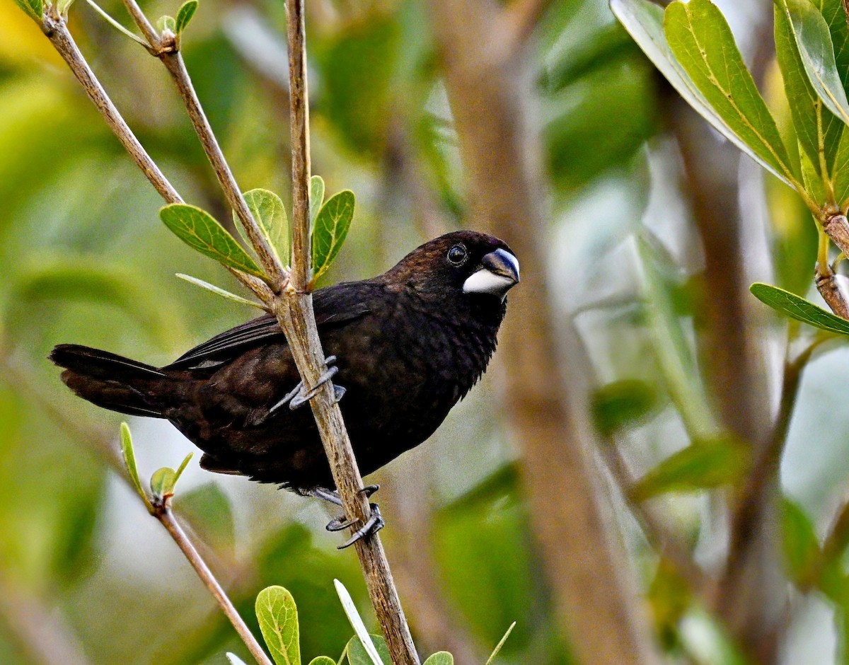 Dusky Munia - ML616842663