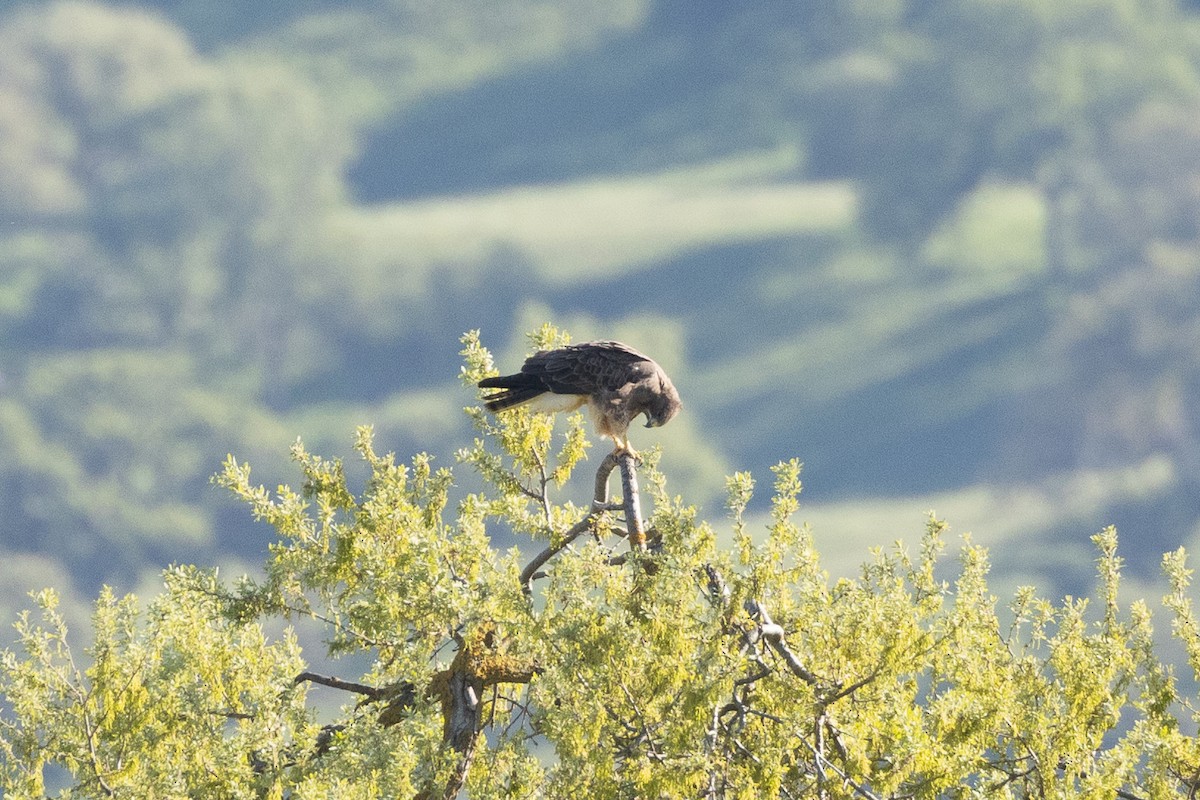 Swainson's Hawk - ML616842672