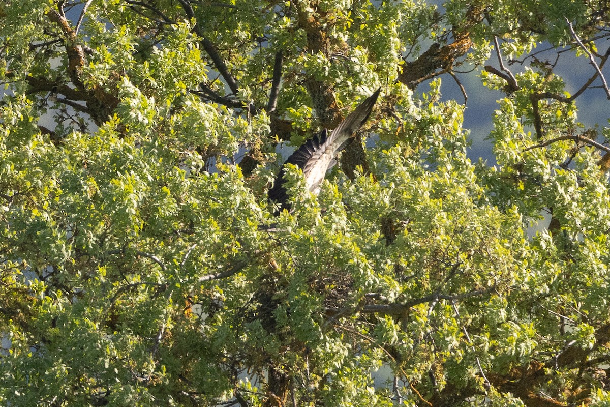 Swainson's Hawk - ML616842689