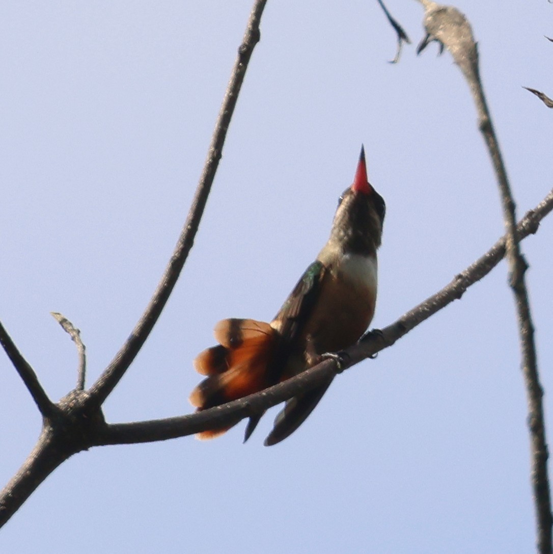 White-crested Coquette - Jerry OConnor