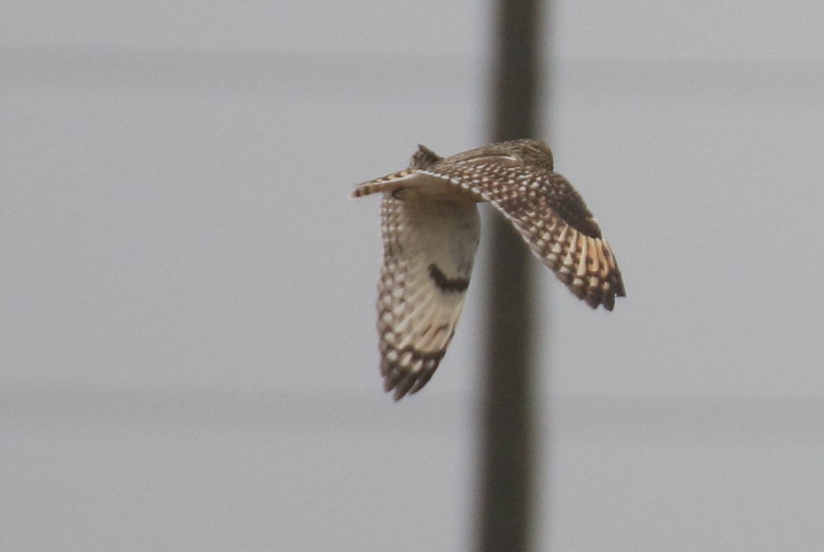 Short-eared Owl - Diane Eubanks