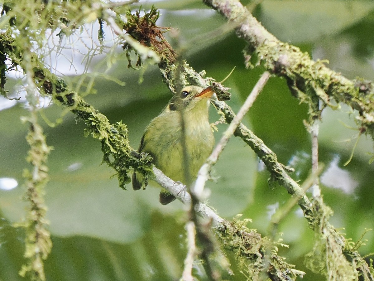 Oustalet's Tyrannulet - ML616842726