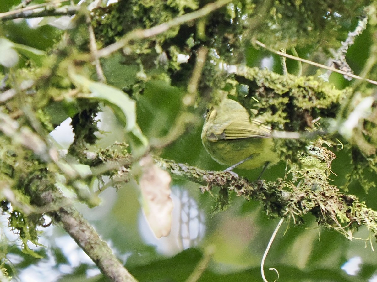 Oustalet's Tyrannulet - Gabriel Willow