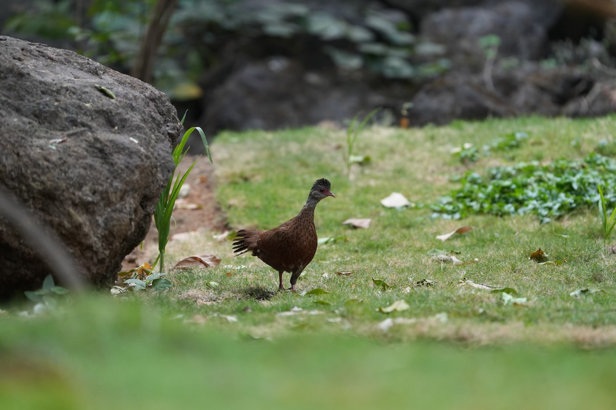 Red Spurfowl - Praveen Chavan