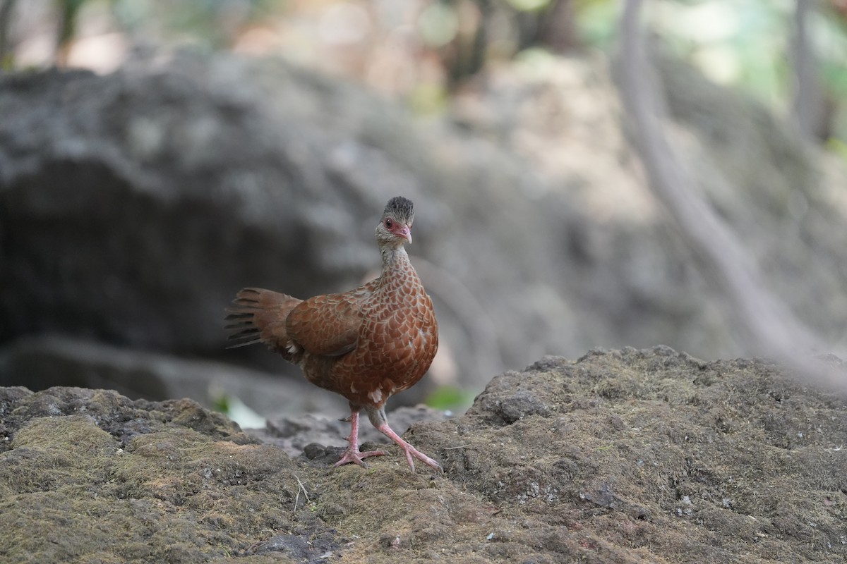 Red Spurfowl - Praveen Chavan