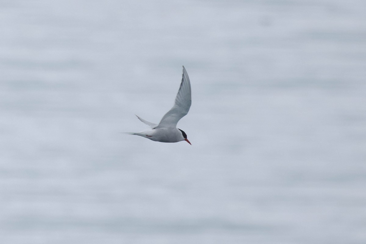 Antarctic Tern - ML616842787