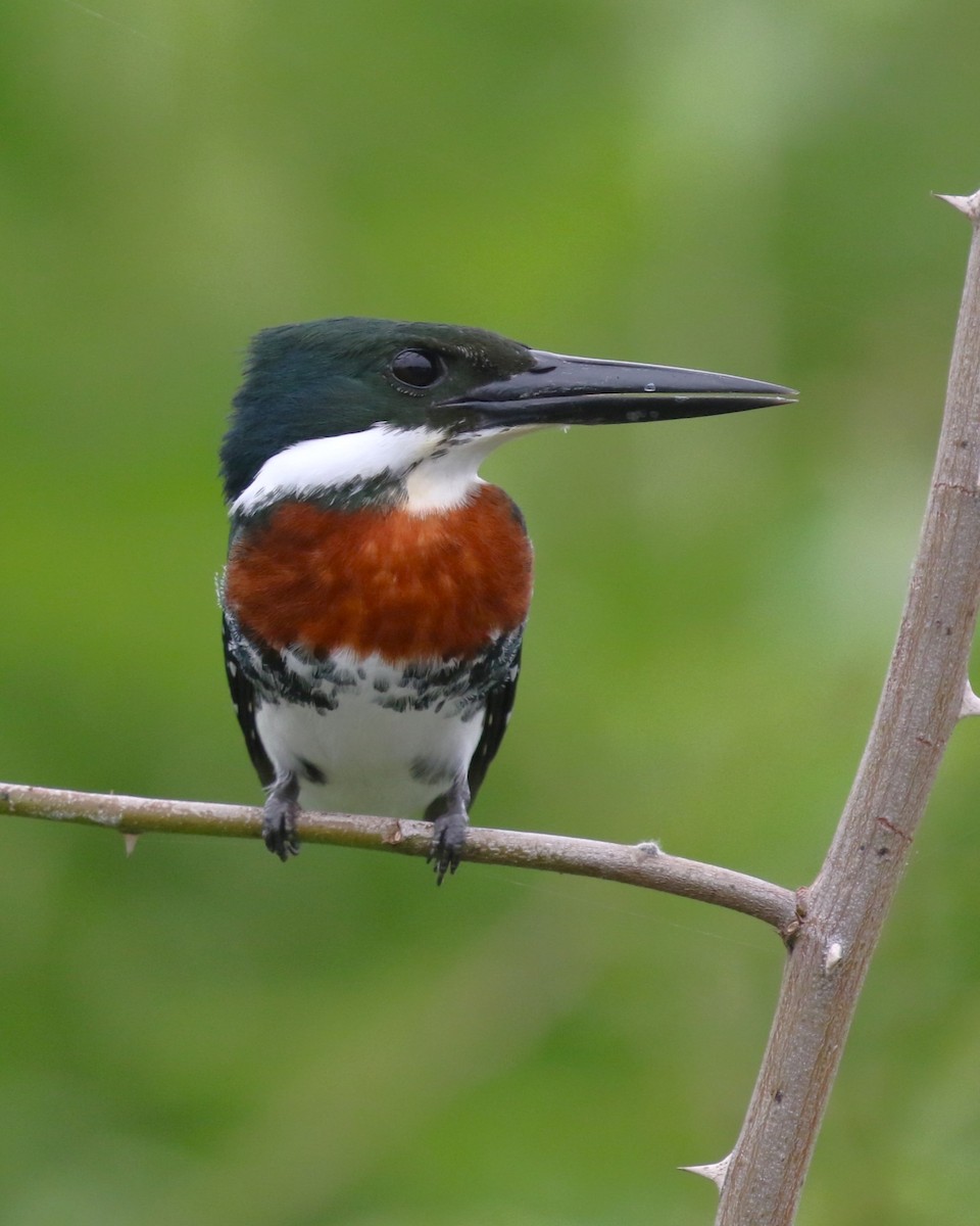 Green Kingfisher - ML616842815