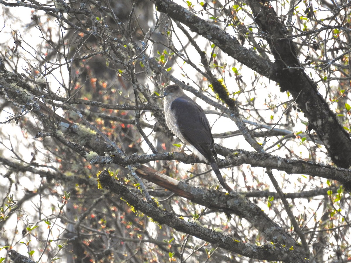 Cooper's Hawk - ML616842847