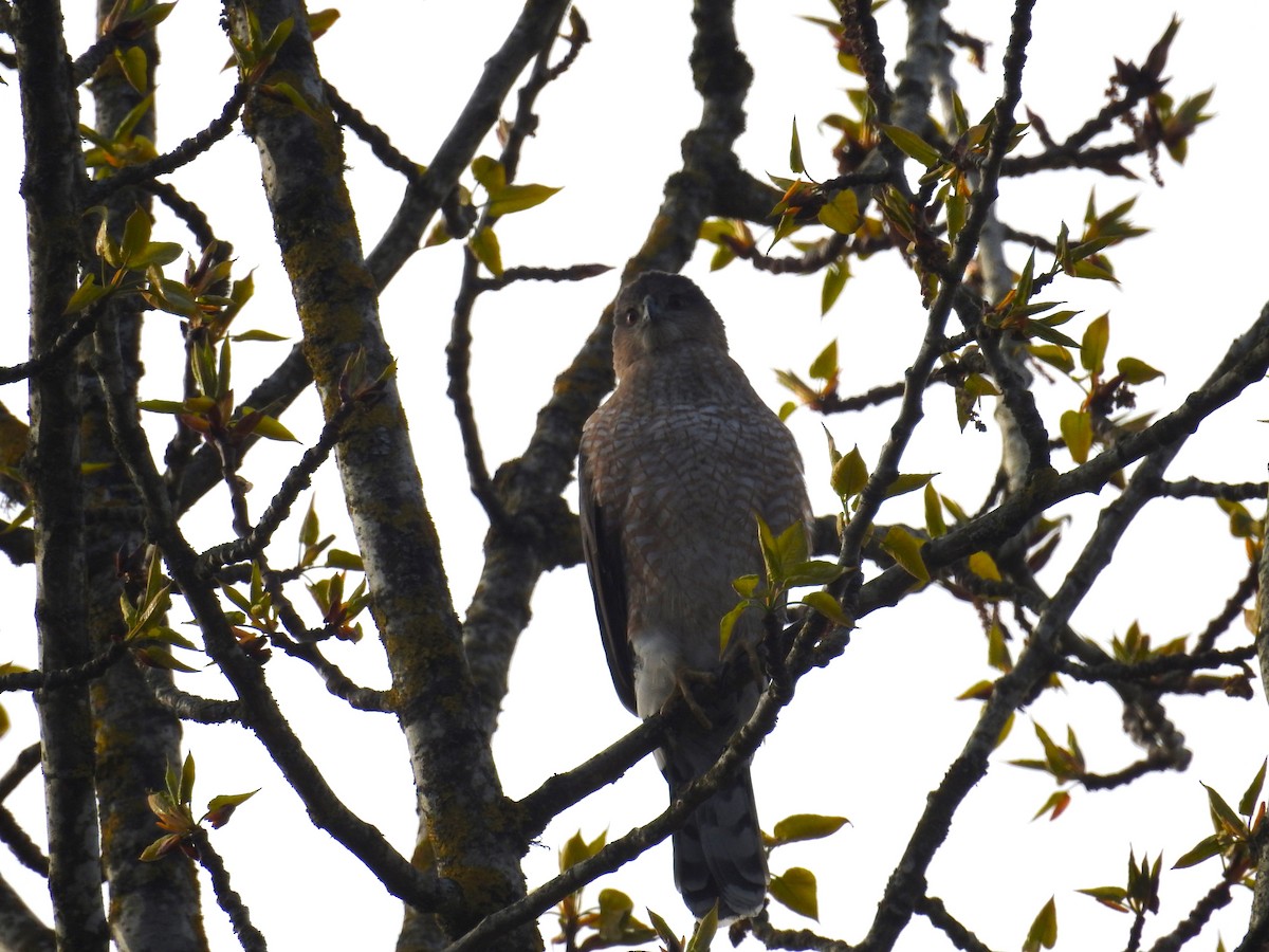 Cooper's Hawk - ML616842848