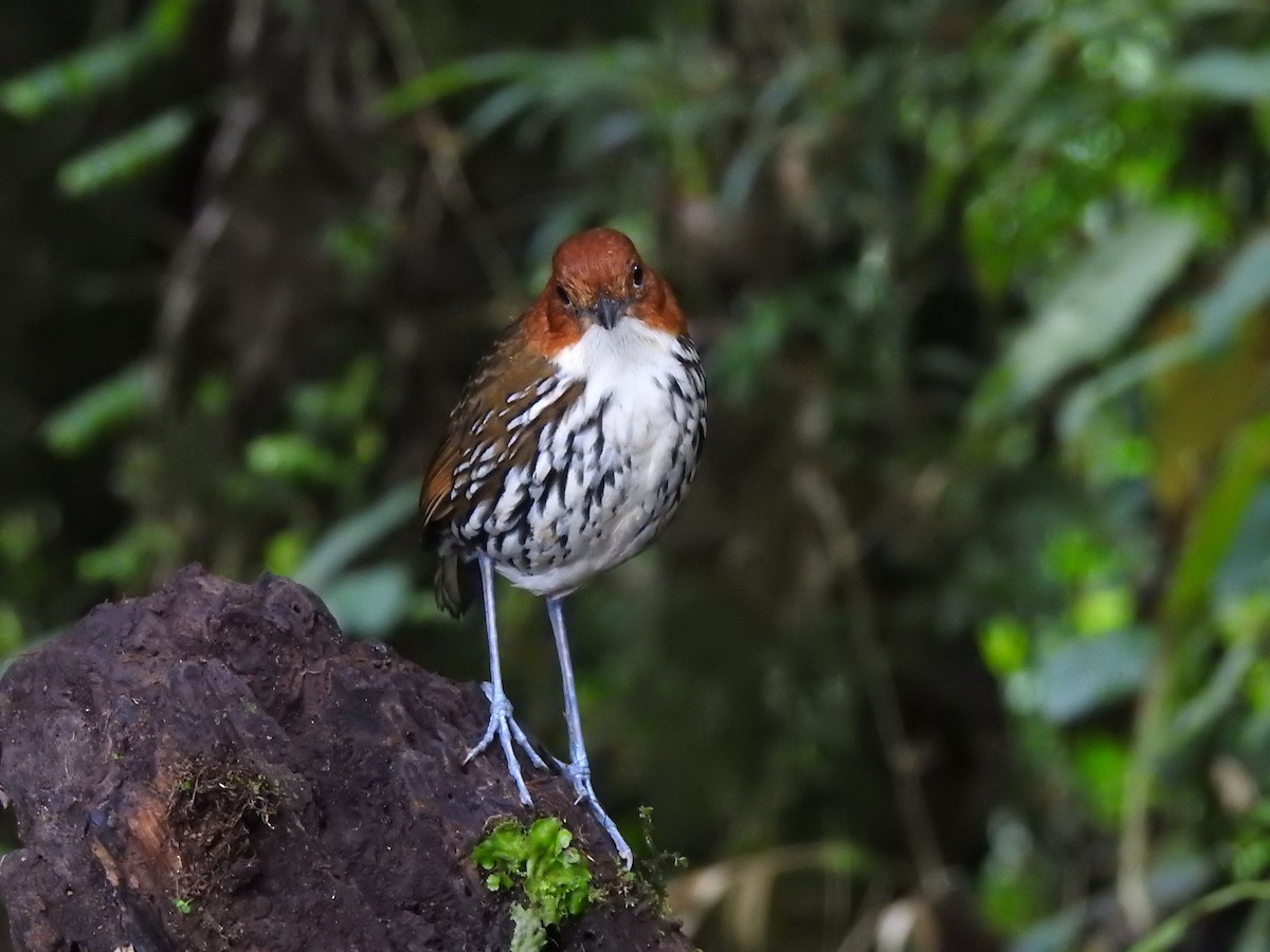 Chestnut-crowned Antpitta - Sam Jolly