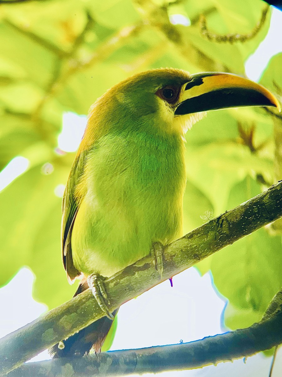 Toucanet émeraude - ML616842852