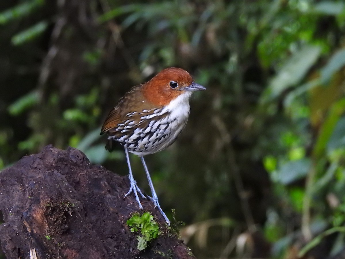 Chestnut-crowned Antpitta - ML616842856