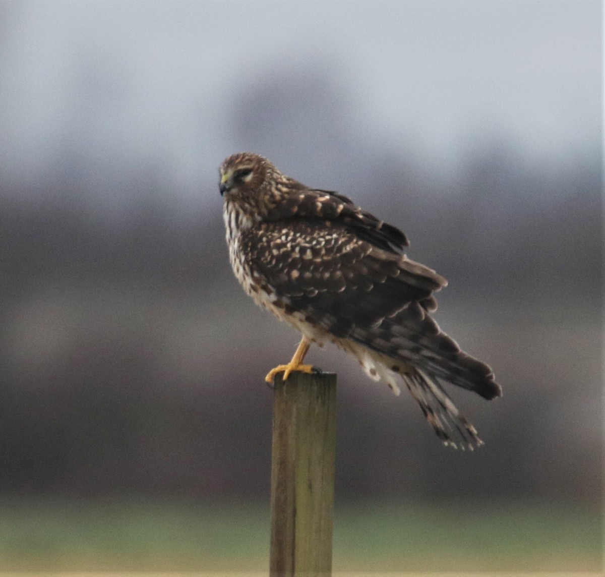 Northern Harrier - Diane Eubanks