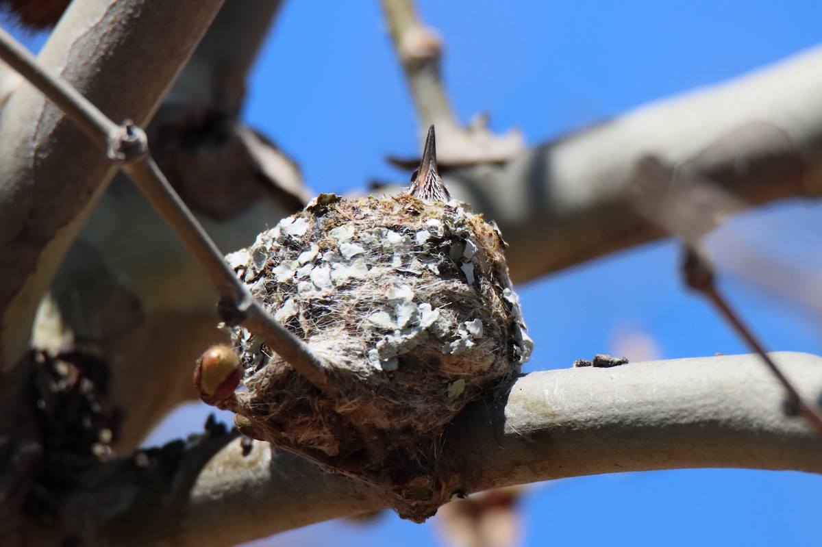 Anna's Hummingbird - ML616842903