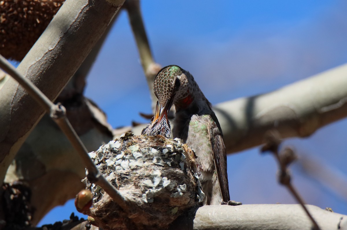 Anna's Hummingbird - ML616842904