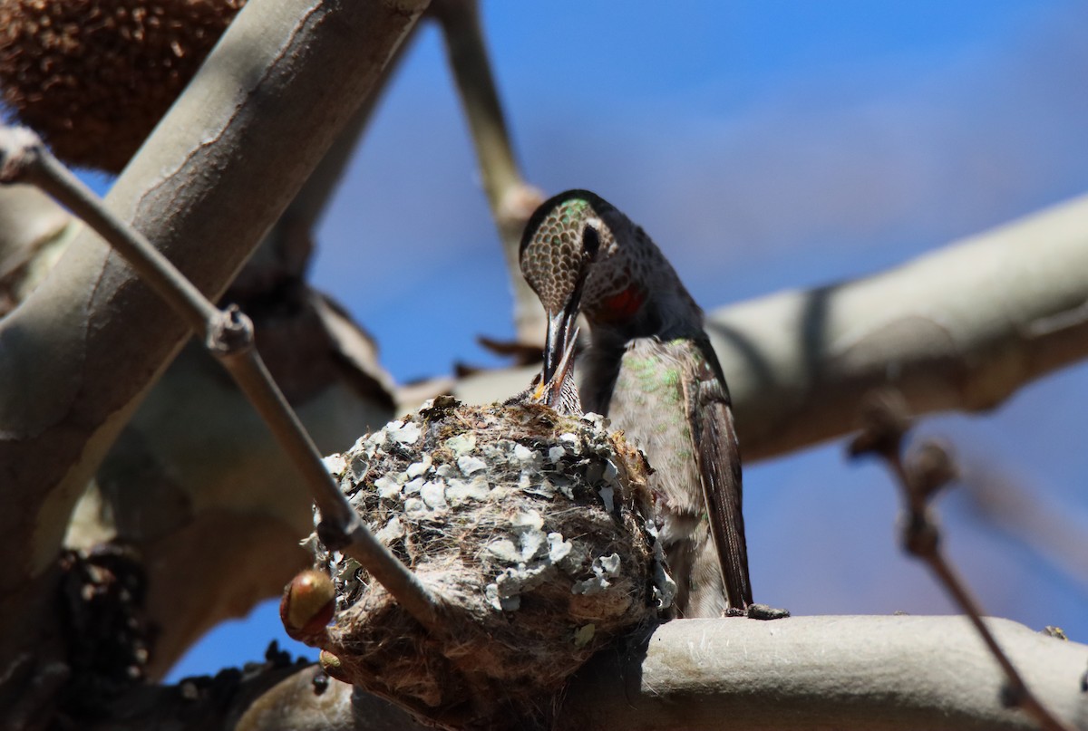 Colibrí de Anna - ML616842905