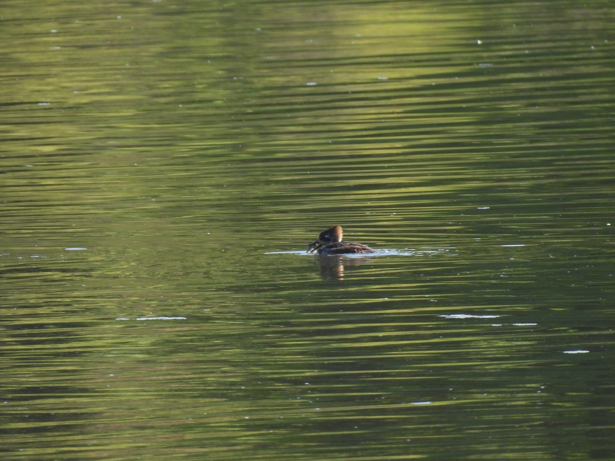 Hooded Merganser - ML616842936