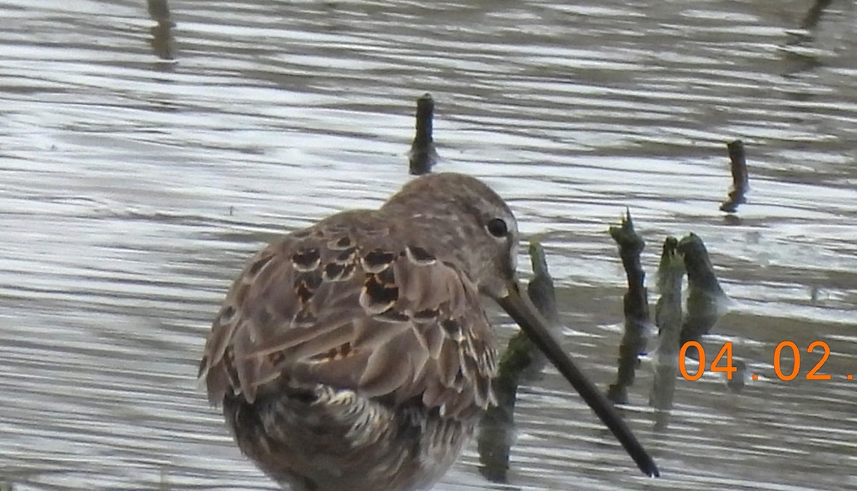 Long-billed Dowitcher - ML616842973