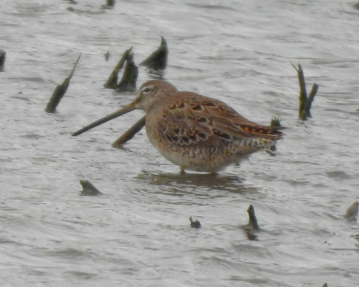 Long-billed Dowitcher - ML616842974