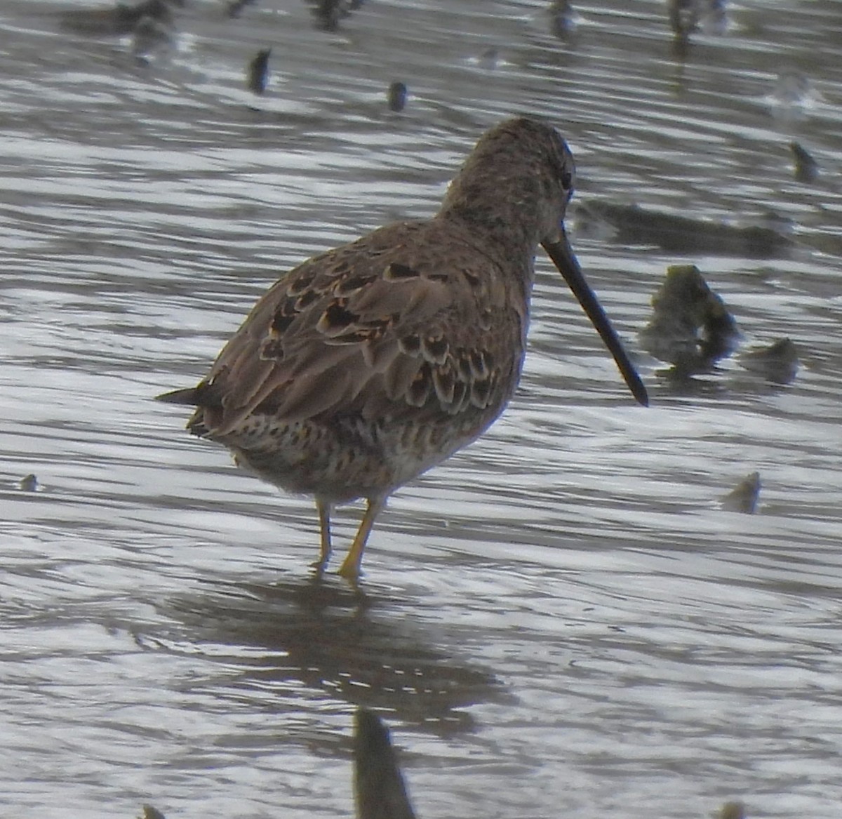 Long-billed Dowitcher - ML616842975