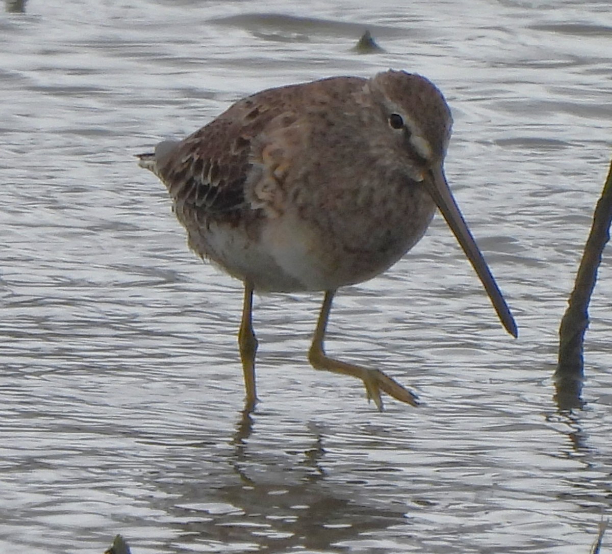 Long-billed Dowitcher - ML616842976