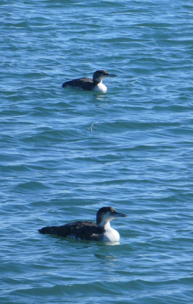 Common Loon - ML616842978