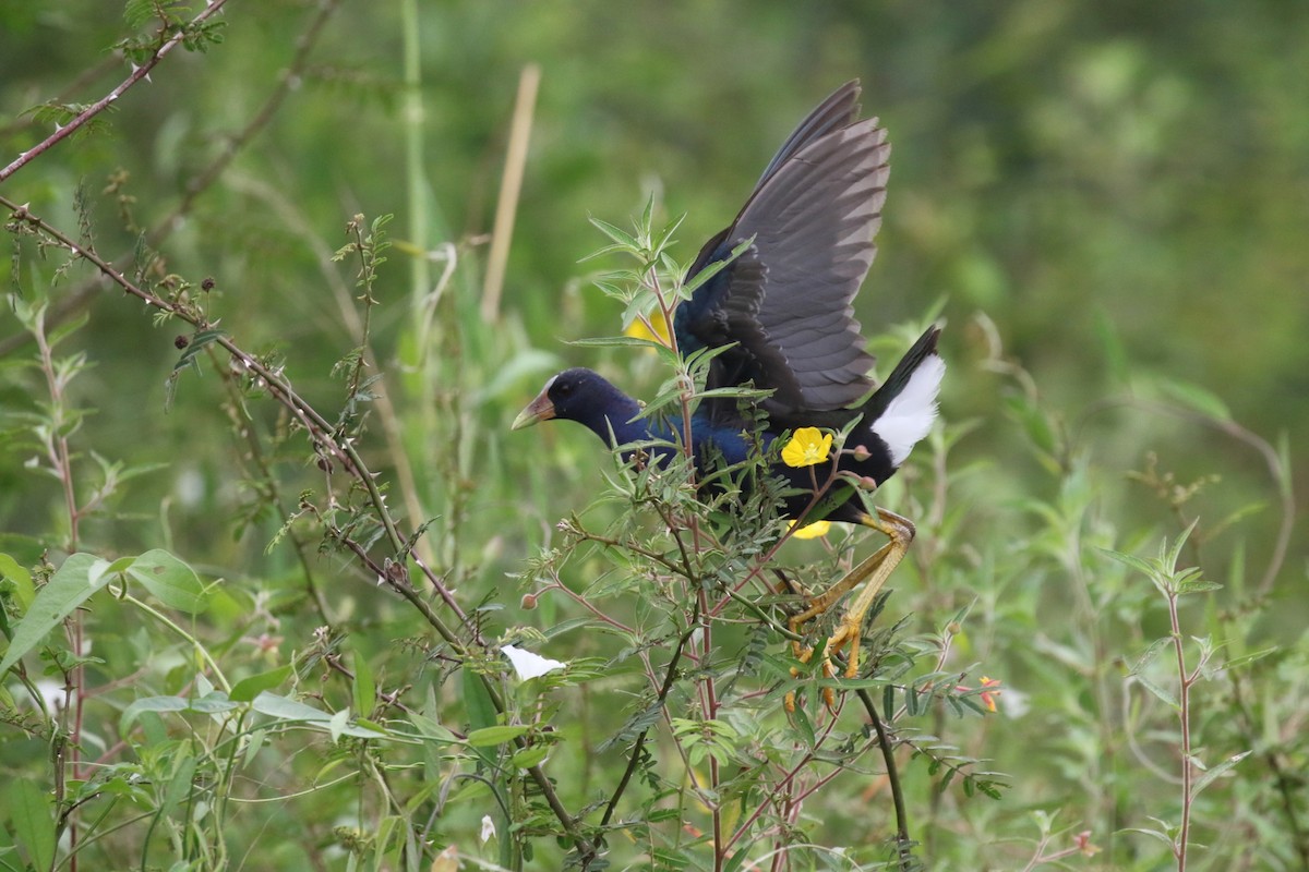 Purple Gallinule - ML616842980