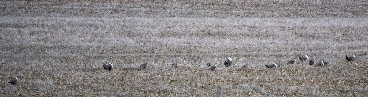 Greater Sage-Grouse - ML616843010