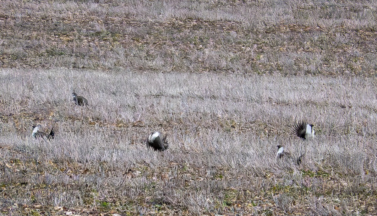 Greater Sage-Grouse - ML616843011