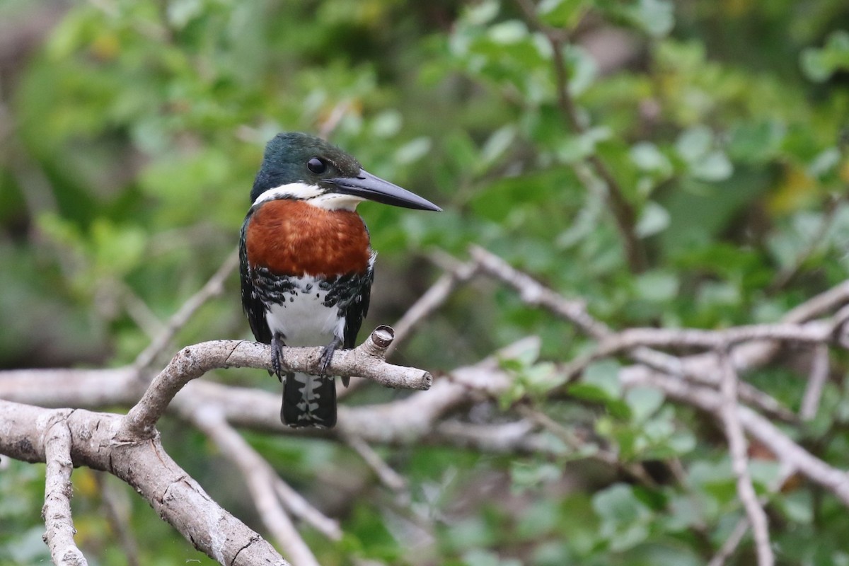 Green Kingfisher - ML616843033