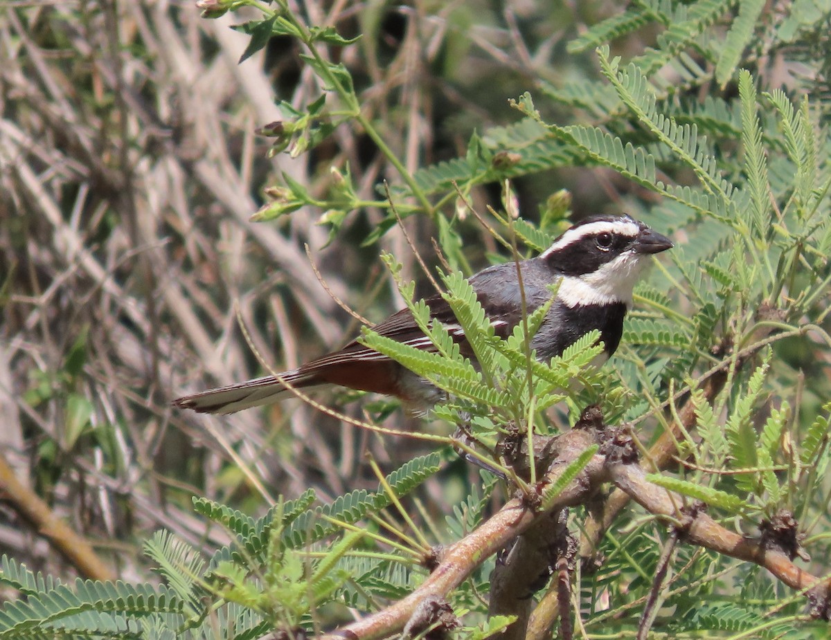 Ringed Warbling Finch - ML616843052