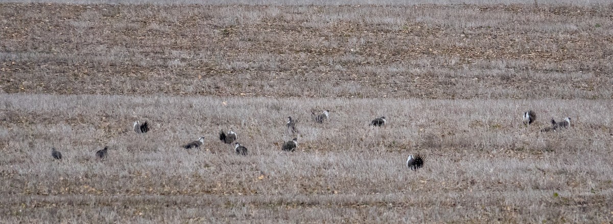 Greater Sage-Grouse - ML616843126