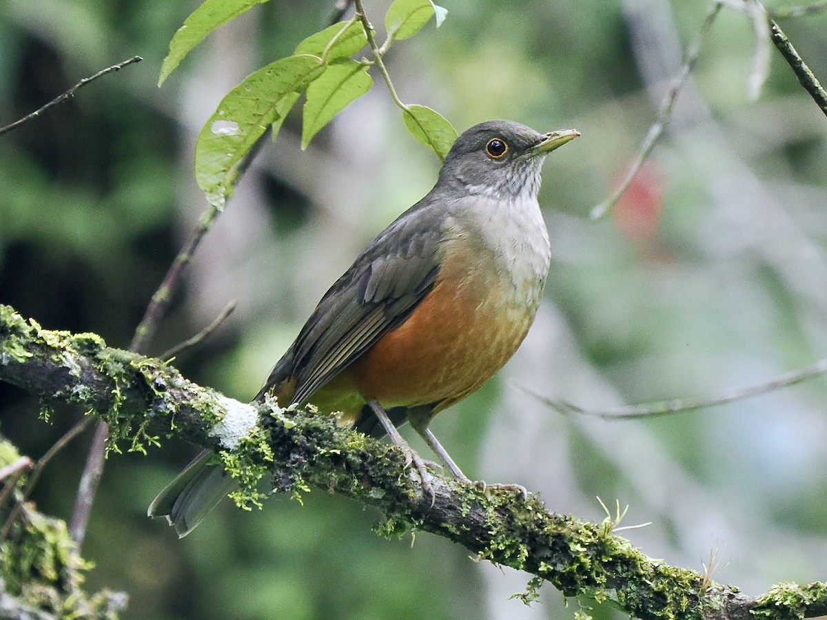 Rufous-bellied Thrush - ML616843136