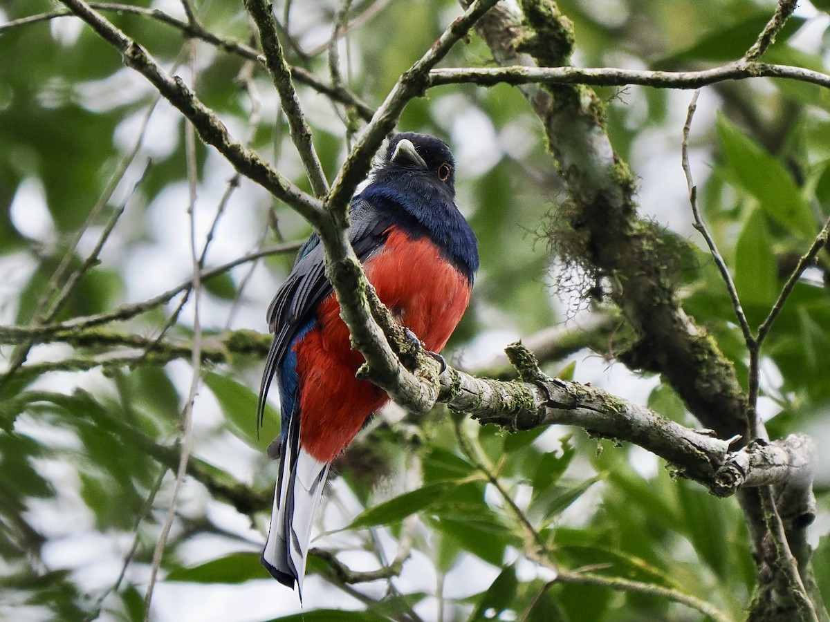 Surucua Trogon - ML616843151