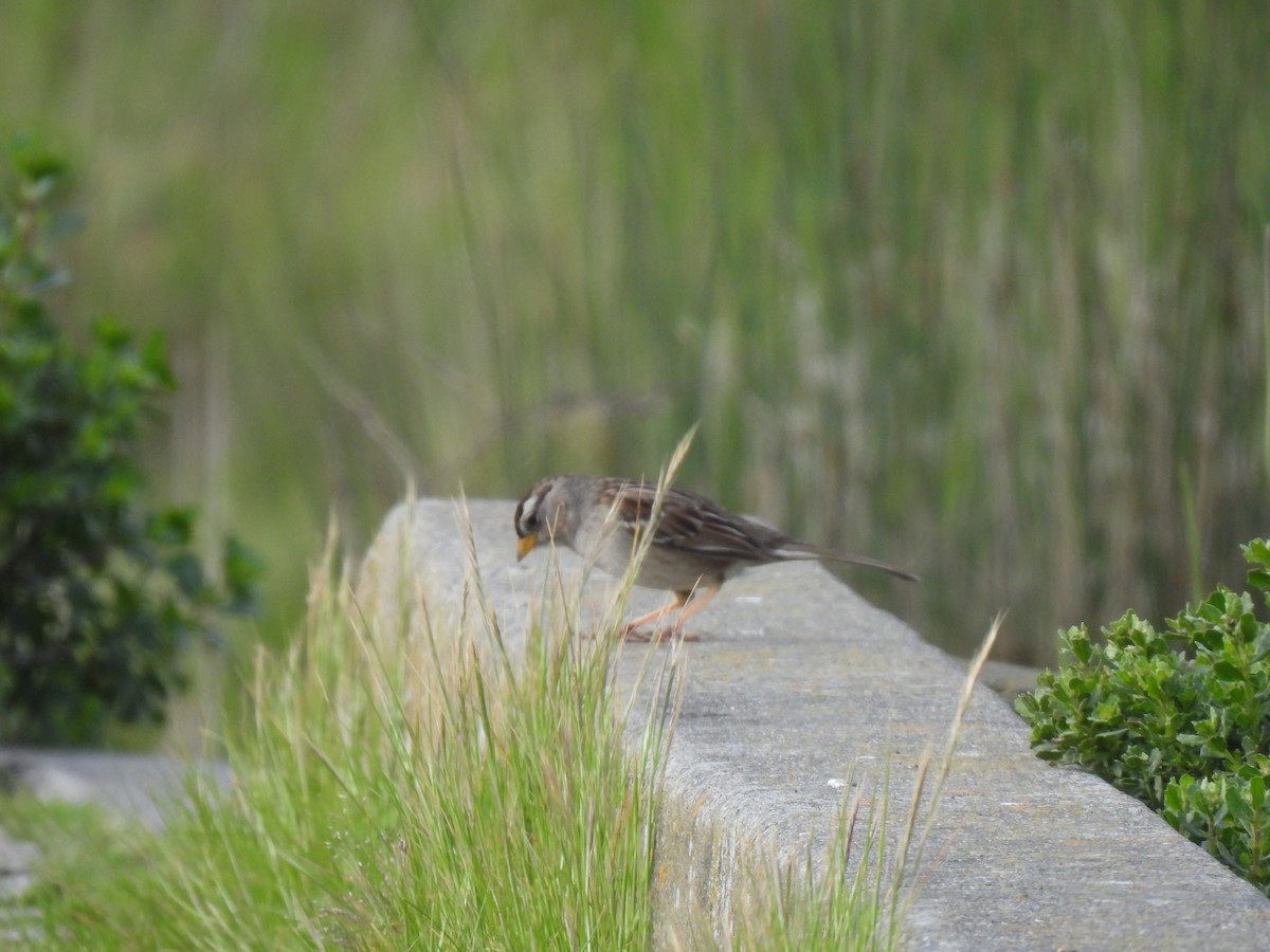 White-crowned Sparrow - ML616843236