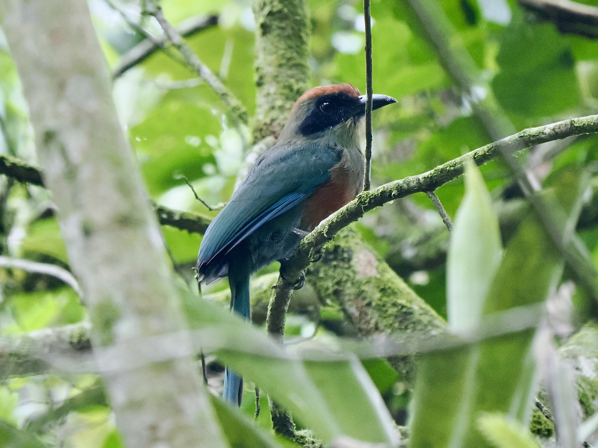 Rufous-capped Motmot - ML616843240