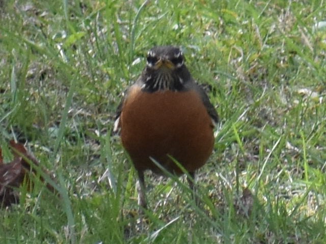 American Robin - ML616843242